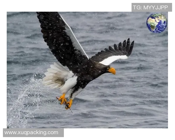 全球足球十大弹跳王者盘点 谁能跃起冲击天空的极限